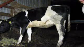 G'alati bir shoxli sigirni eshakda chiroyli qilib sikibdi
