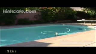 Жакачан ит булгаары кийим кийген кызды жалайт