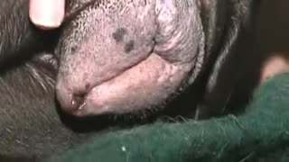 Oriq zoofil kichkina itni sikib, eshagini yirtib yuborishiga sal qoldi