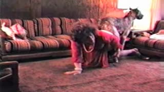 Keksa ayol va itning retro hayvonot bog'i pornosi