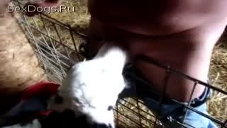 Хайуанаттар бағында секс: зоофил адам жас бұзаудың аузына конча