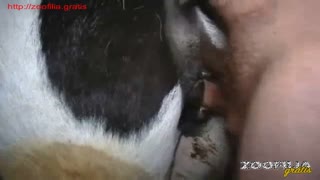Zoofil toychoqni yaqin suratda sikayapti